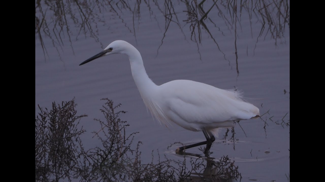 A Wild Salt Marsh