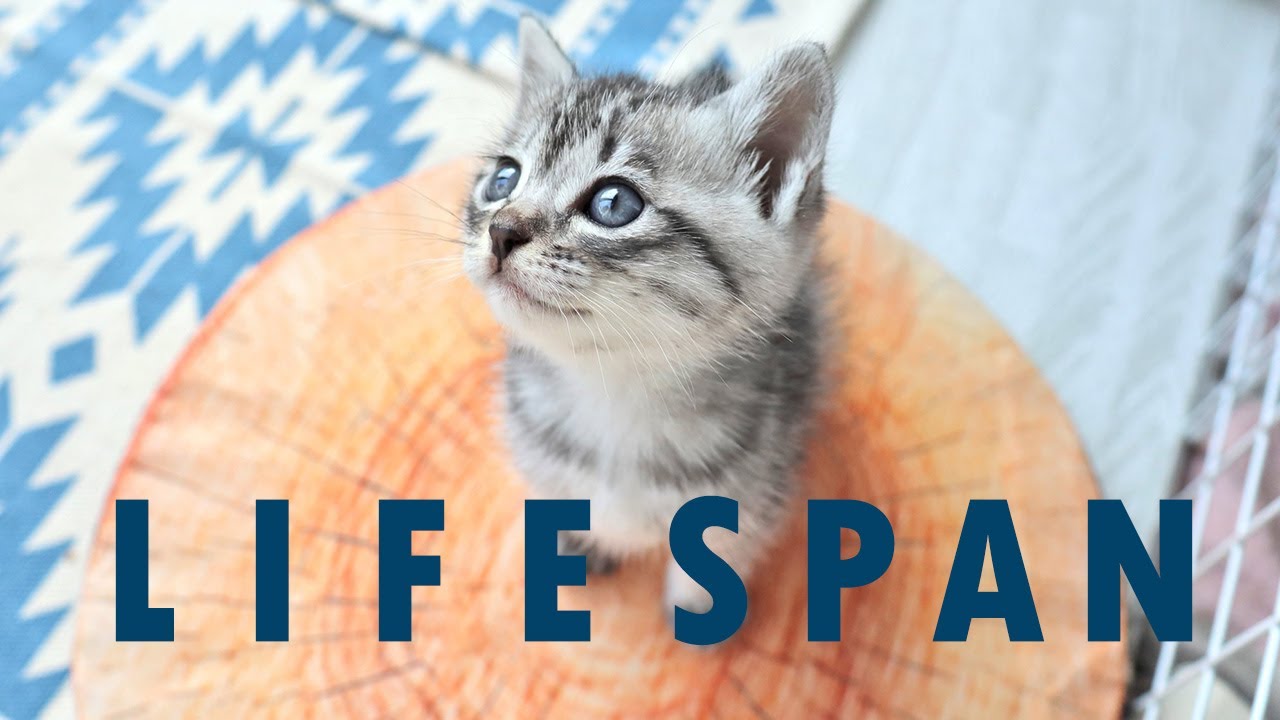 Feline Leukemia and Life Span | FeLV