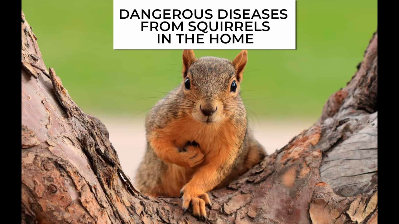 Dangerous Diseases from Squirrels in the Home