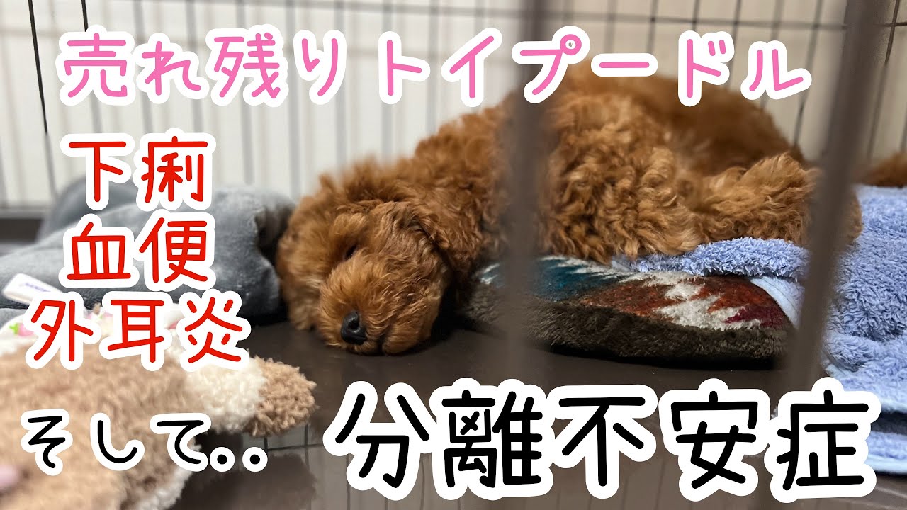 【分離不安症】売れ残りのトイプードルを飼ったらまさかの結果に...