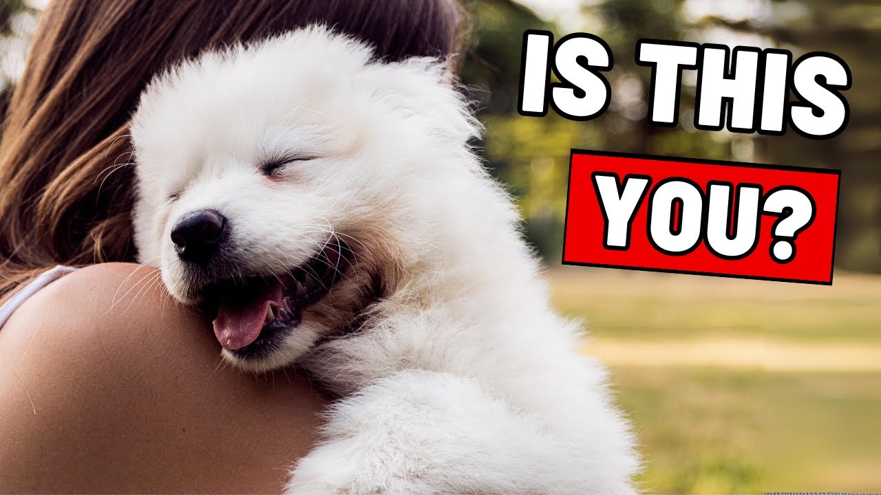 12 Unmistakable Signs That You Are a GREAT Dog Owner (Your Dog Secretly Thanks You!)