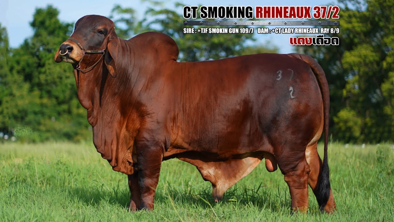 แดงเดือด CT SMOKING RHINEAUX 37/2 มิตรเชียงยืนฟาร์ม นำเข้าจากอเมริกา