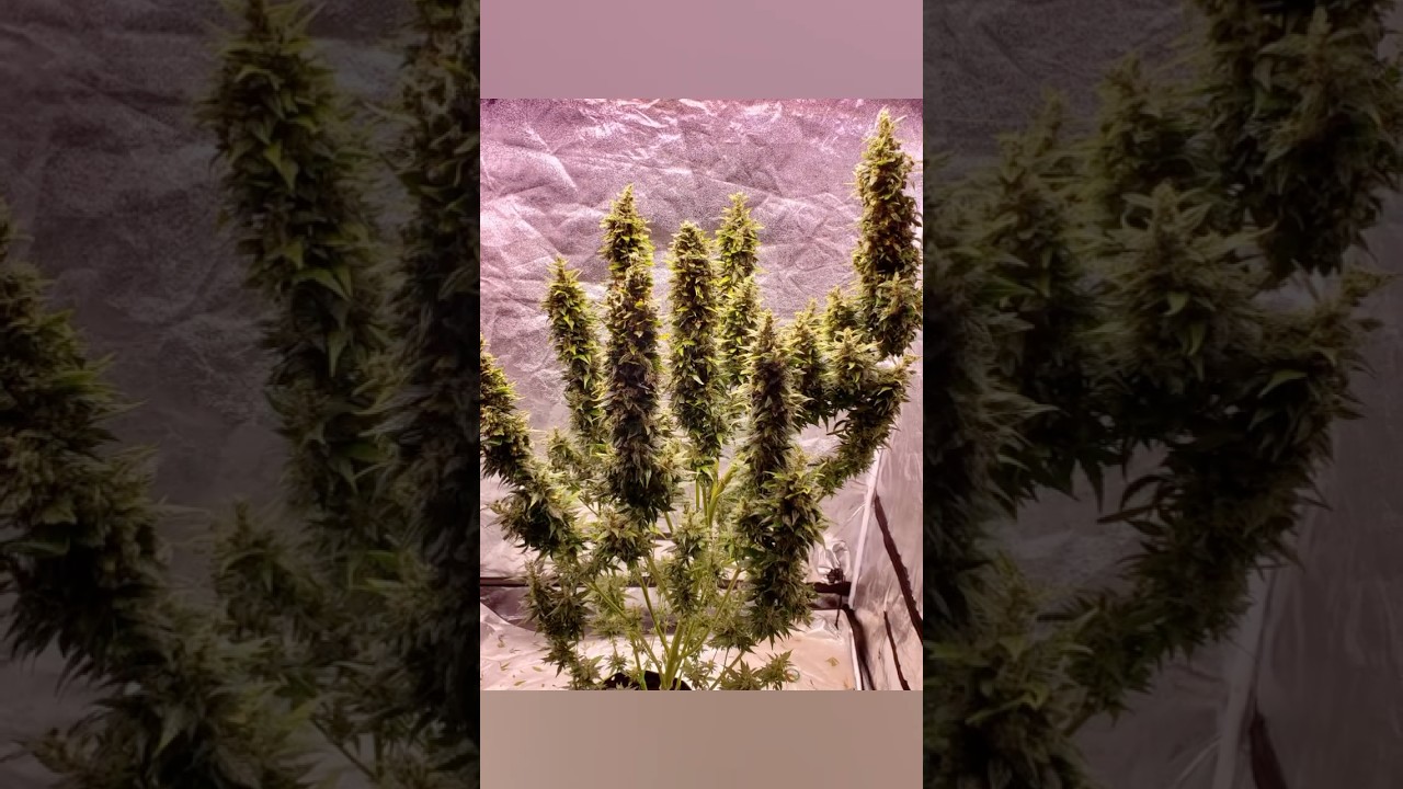 Super lemon haze autoflowers