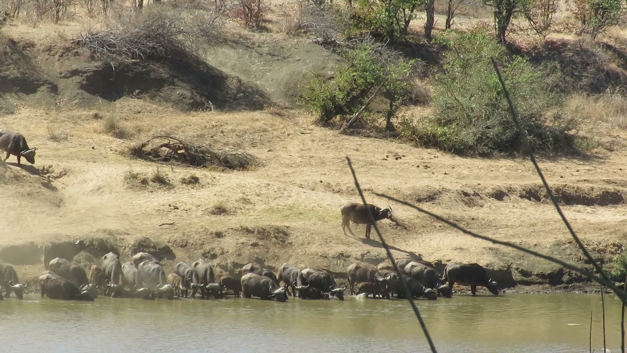 Massive herd of Cape Buffalo drinking at Kumana Dam, Kruger National Park