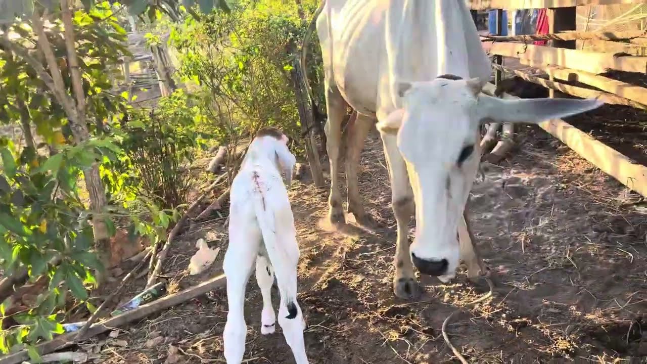 ការចិញ្ចឹមគោយកកូន