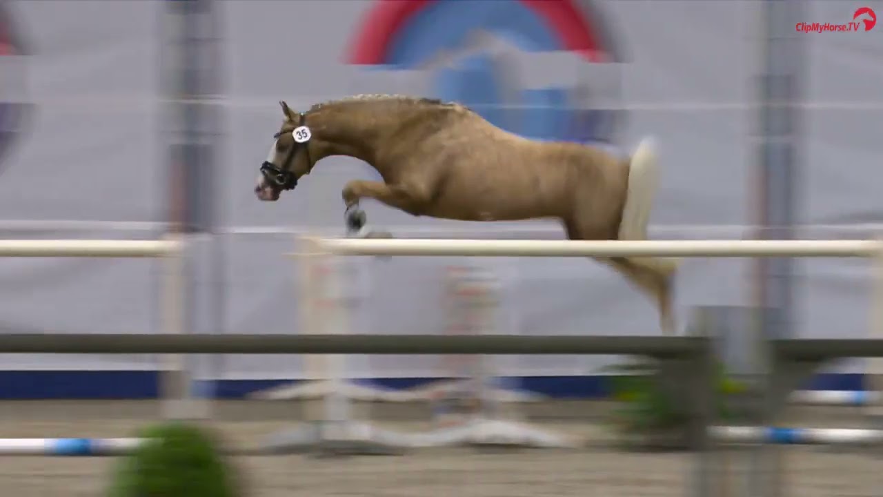 Luxor (Le Matsjo x Morgenland’s Fabian) NRPS-goedgekeurde hengst, pony allround