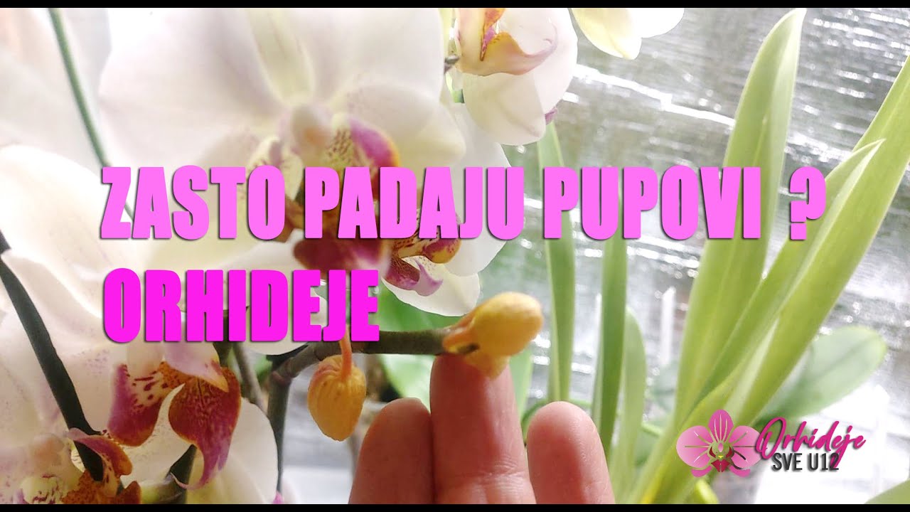 Zašto otpadaju pupovi orhideje ?