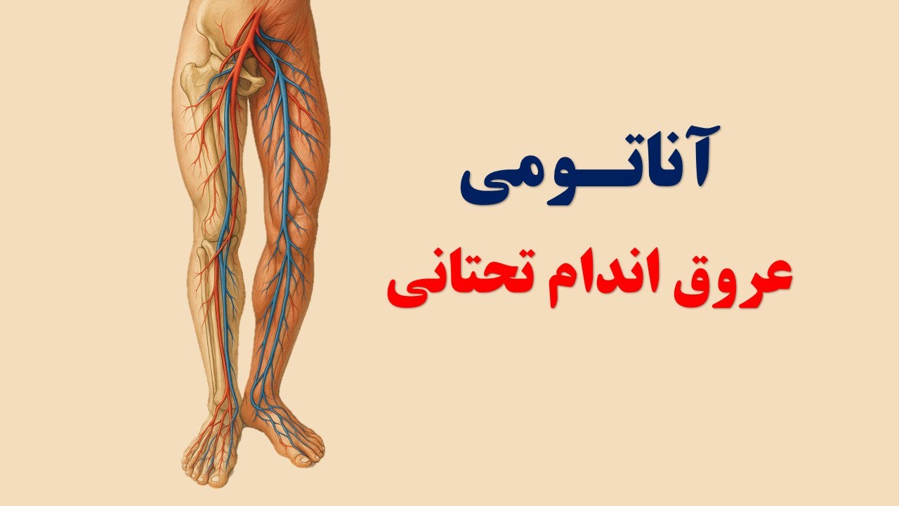 آناتومی عروق اندام تحتانی قسمت اول