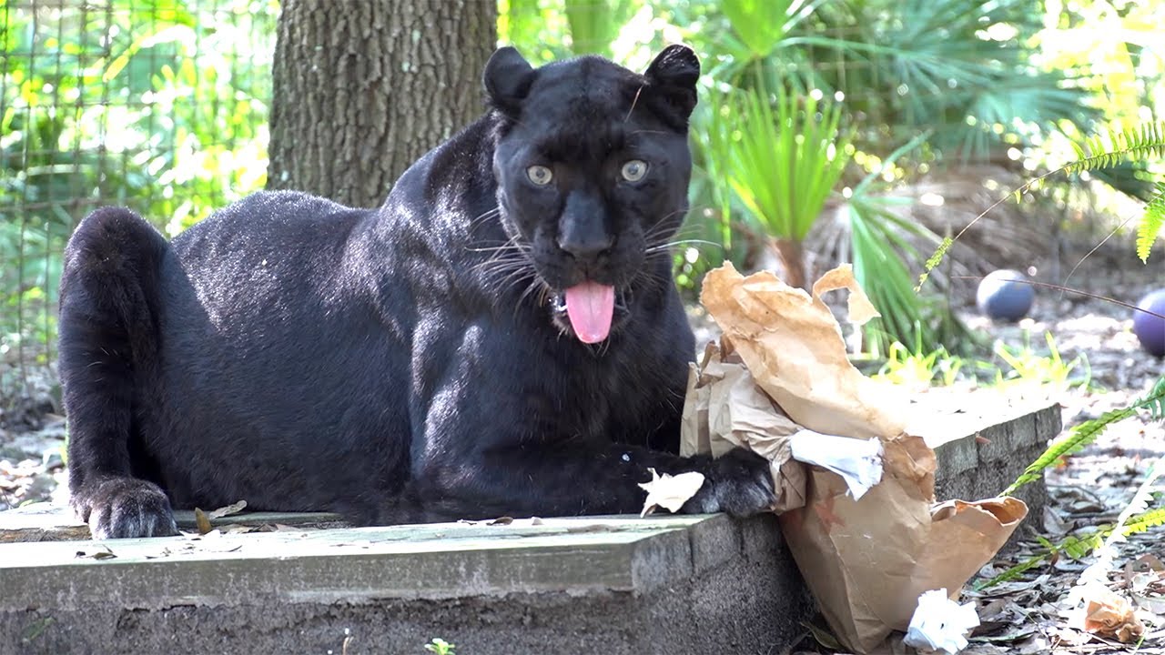 Big Cats Are Thankful!