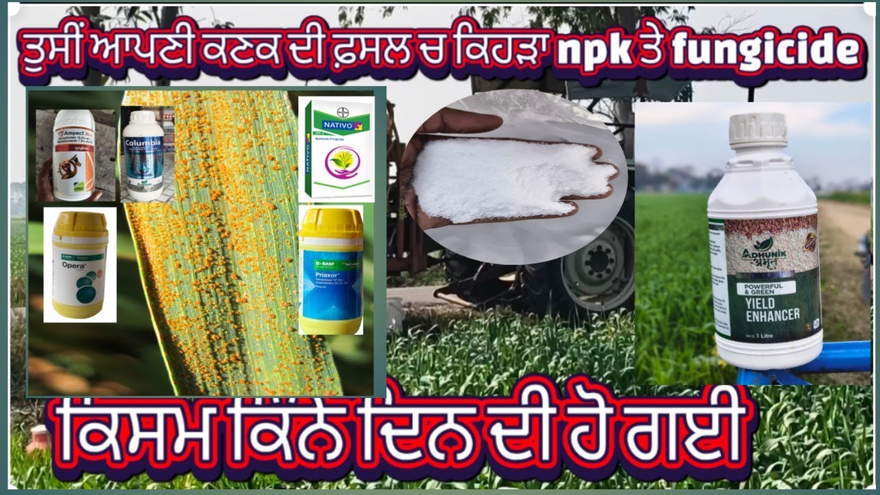 ਤੁਸੀਂ ਕਣਕ ਚ ਕਿਹੜਾ npk ਤੇ fungicide ਕੀਤਾ ਹੈ #fungicide #NPKfertilizer