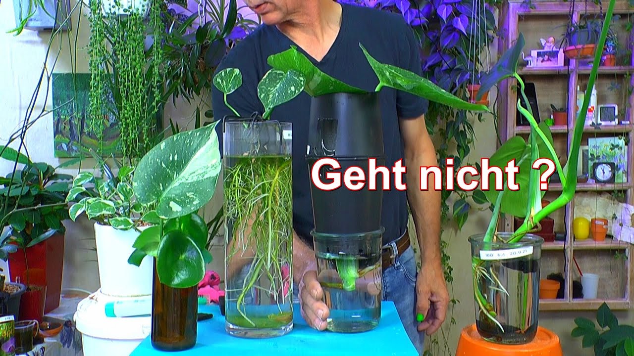 Warum wächst da was? Unglaubliche Pflanzen im Wachstum mit Monstera