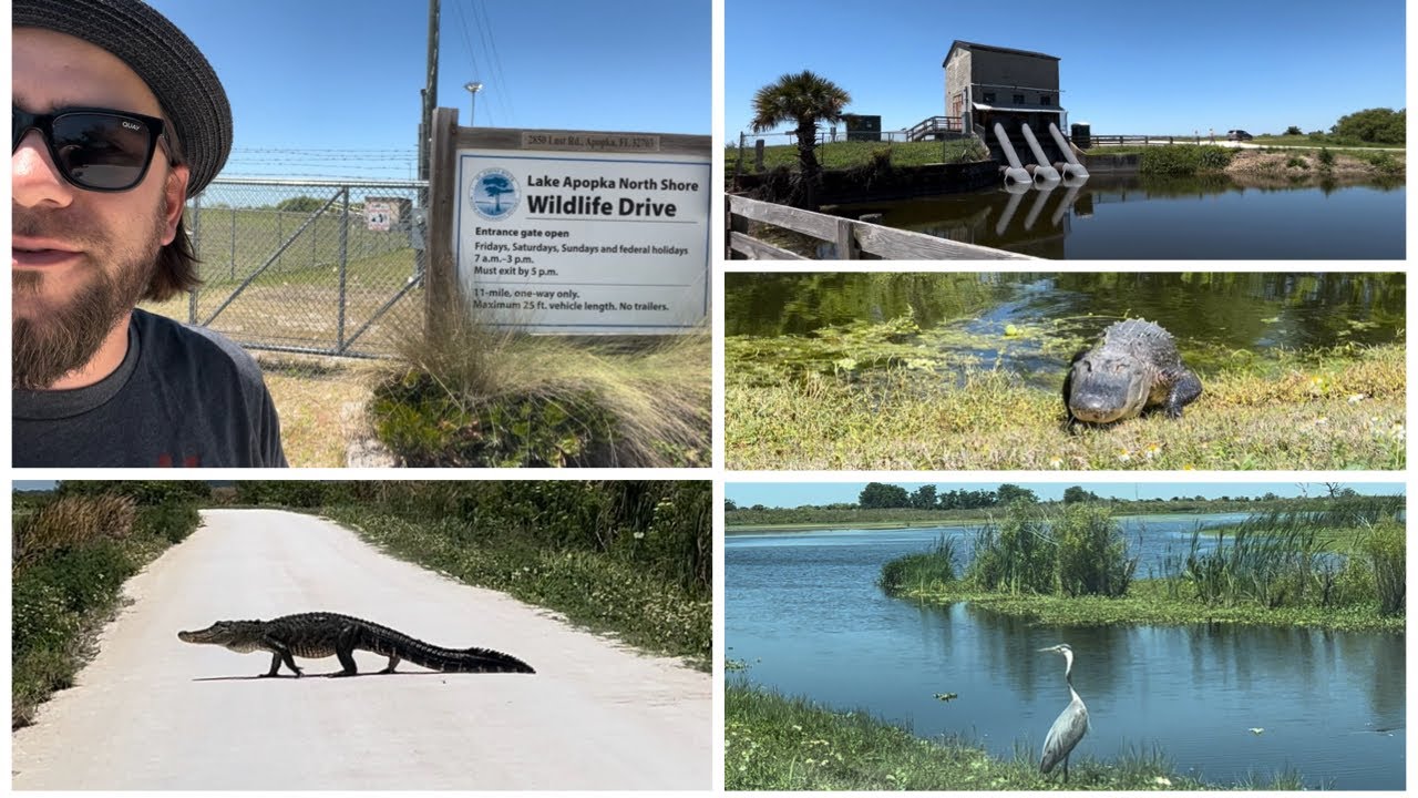 Gators In The Wild! A Sunday Drive On The Lake Apopka Wildlife Drive | Apopka, FL