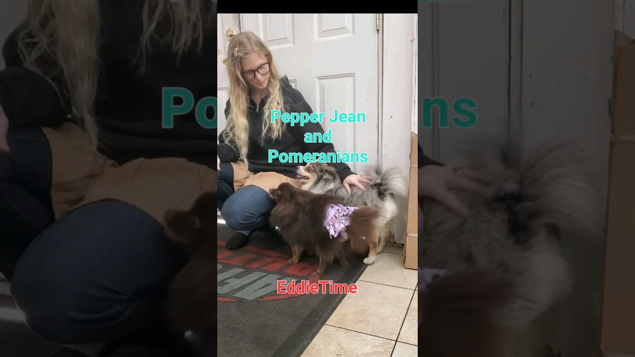Pepper Jean and Pomeranians #couple #dogs #pomeranian