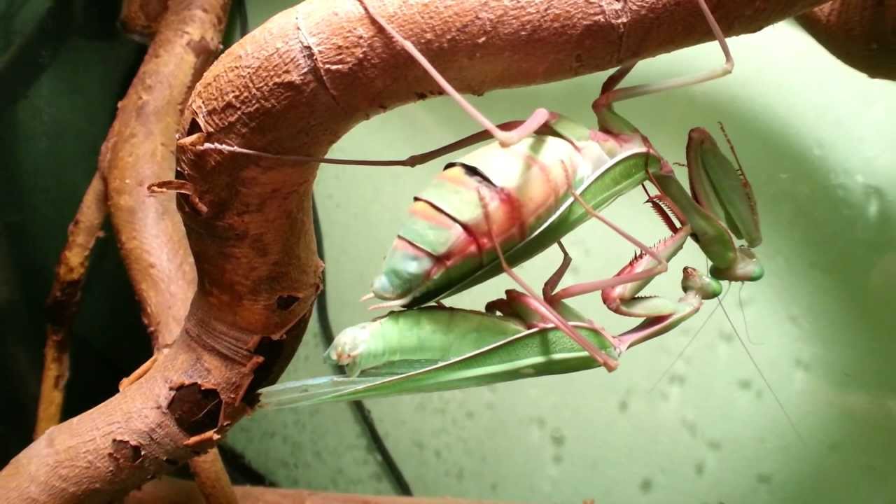 Mating my 5th female Hierodula majuscula 2nd attempt .....Success