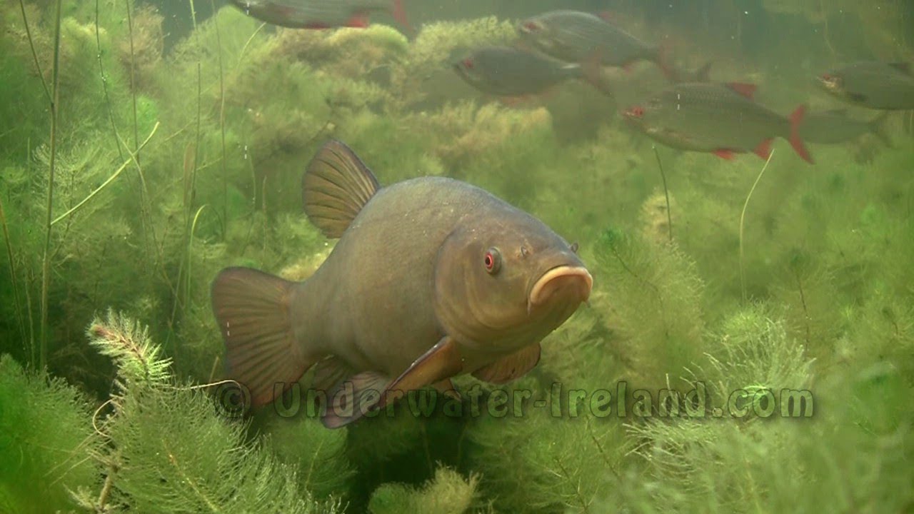 Fishing camera underwater: Schleie tench линь suder zeelt suutari linask tanche suter lin lieň tenca