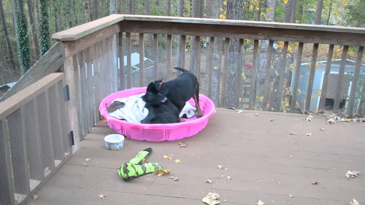 Boja n Thor wrestling