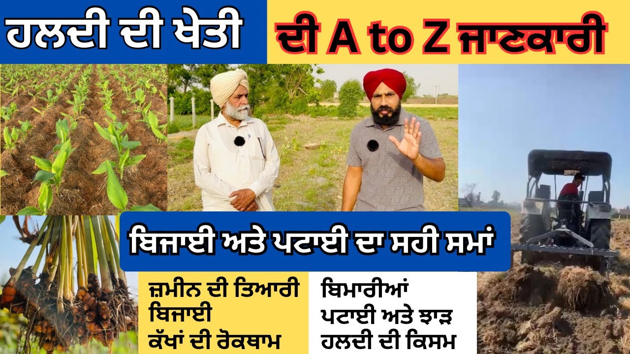 ਹਲਦੀ ਦੀ ਖੇਤੀ ਬਾਰੇ ਪੂਰੀ ਜਾਣਕਾਰੀ | Haldi di Kheti | Turmeric Farming | Haldi Kheti Kaise Kare