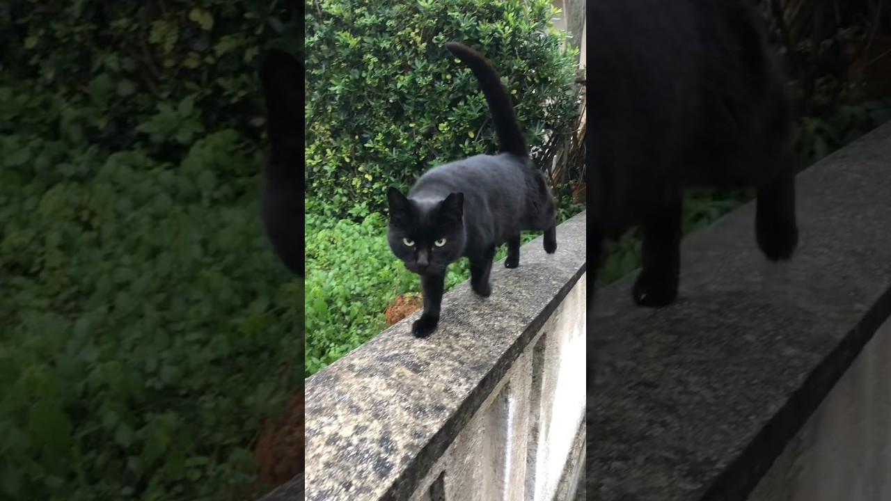 #cat