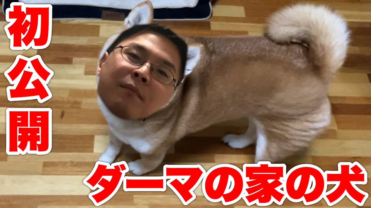 ダーマの実家の柴犬をご紹介します。