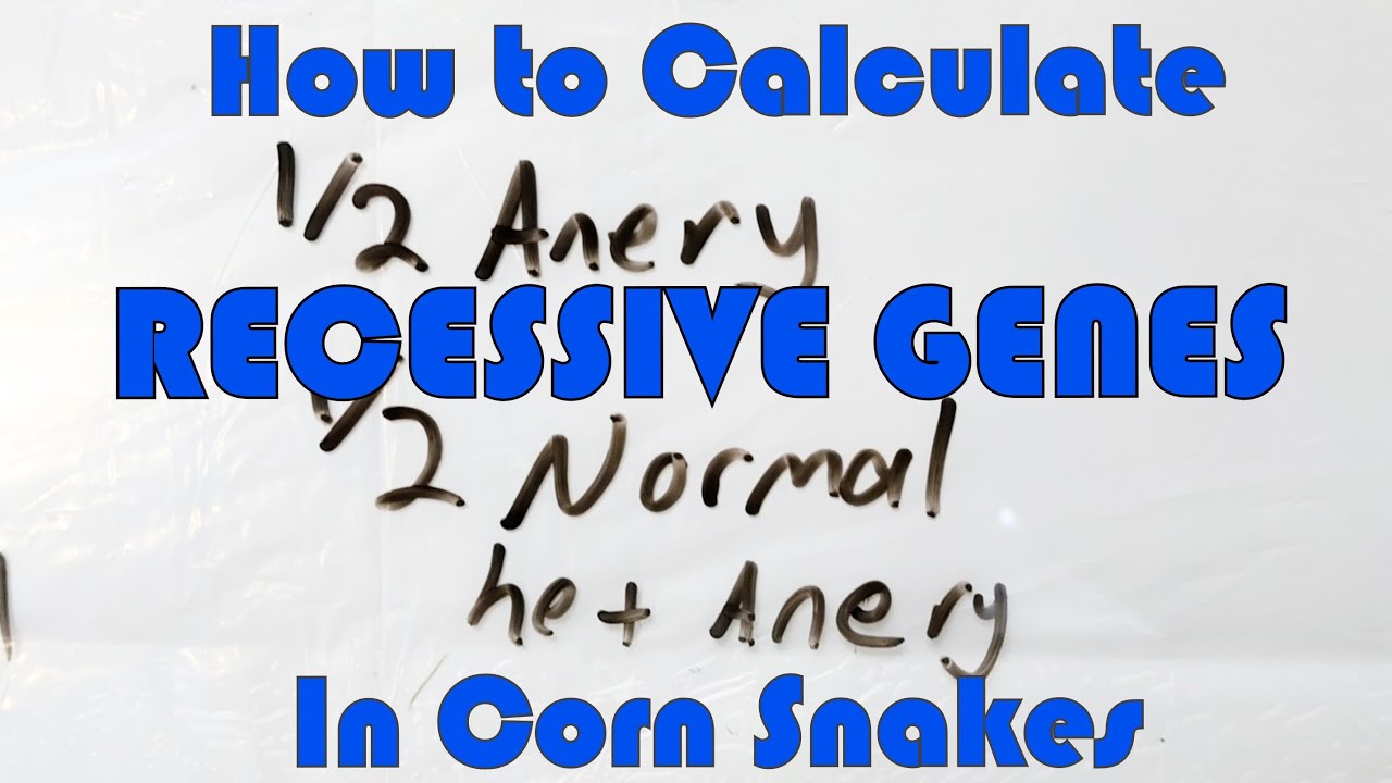 Calculating a Recessive Gene | Corn Snake Genetics #2 (Updated 2020)