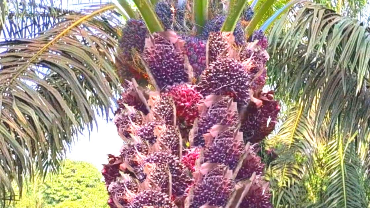 SIAPAPUN YANG PANEN SAWIT DI KEBUN INI BAKAL MELONGO MELIHAT BUAHNYA