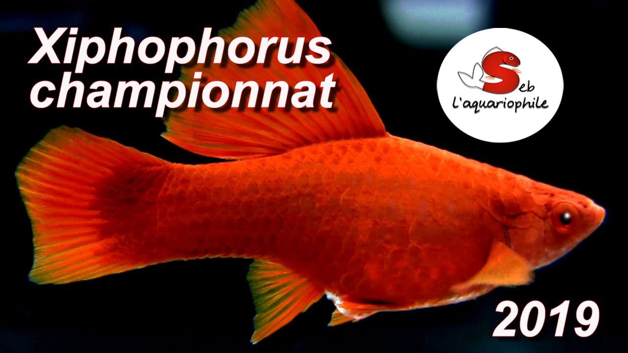 Le xiphophorus . the most beautiful xiphophorus fish and platy in Europe ✔