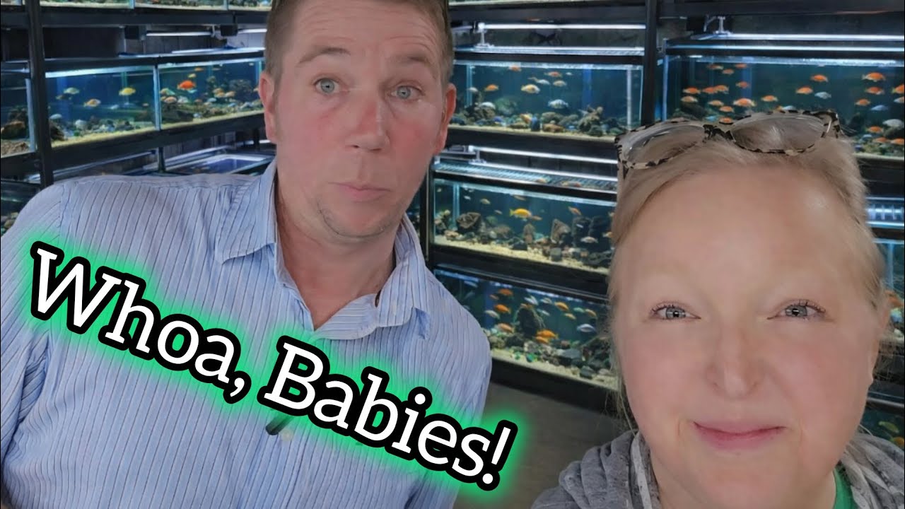 Fry Update in Our HUGE Fish Room! 