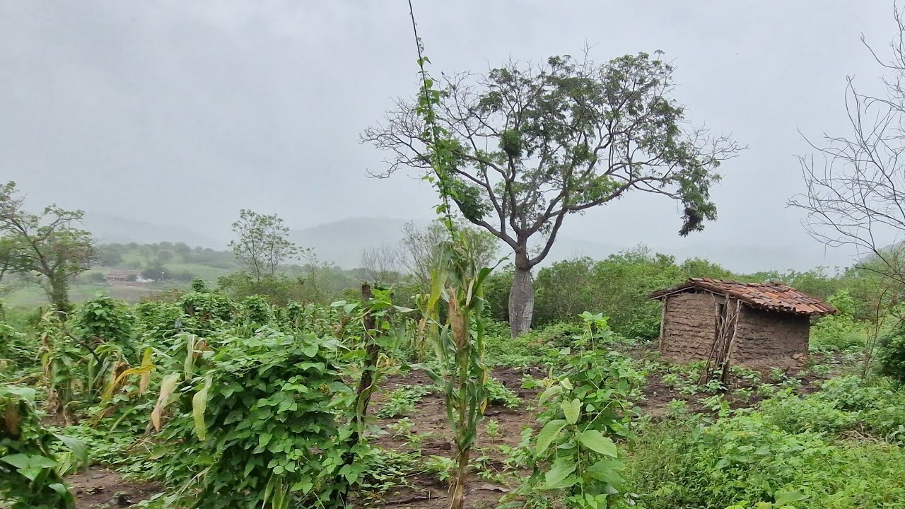 Temporais de chuvas forte na caatinga nordestina/ + veja a roça de Zé depois das chuvas fortes 👏☔️⛈️