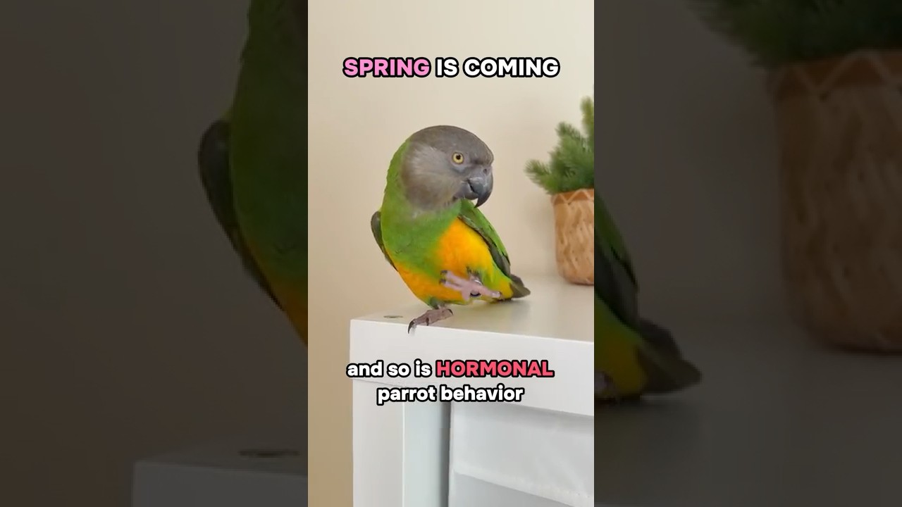 Spring: Hormonal Time for Parrots