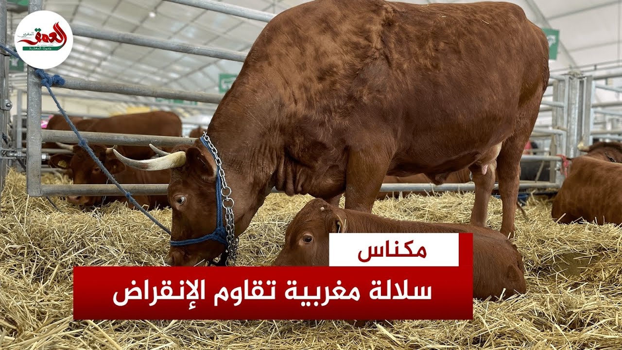 والماس زعير.. سلالة أبقار مغربية (بلدية) تعتمد على الرعي.. وفلاح يطالب بإنقاذها من الانقراض
