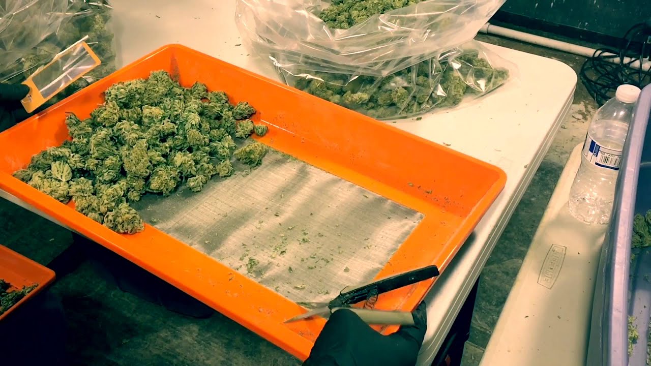 Commercial Cannabis Trimming Techniques | Harvesting Cannabis DRY Trimming