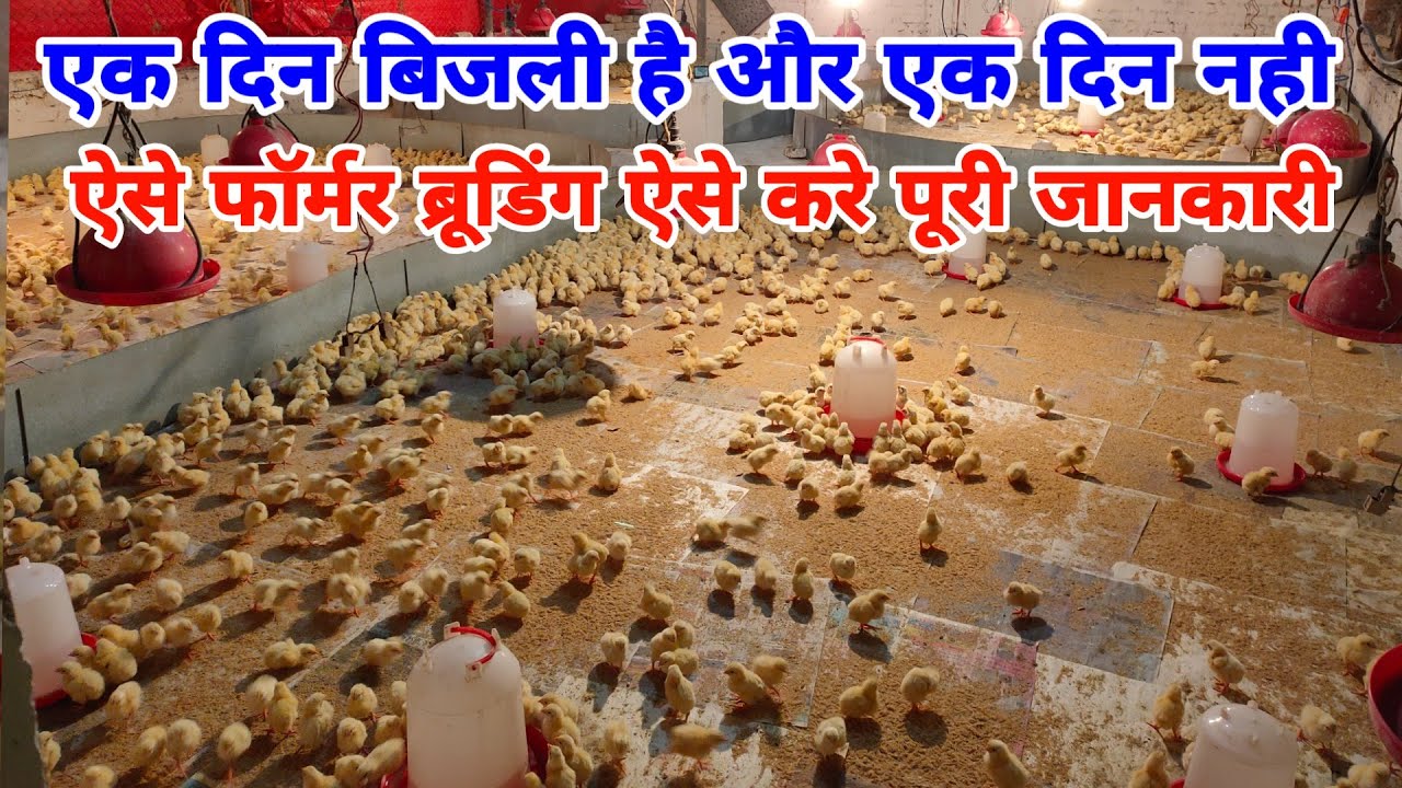 एक दिन बिजली आती है एक दिन नही ऐसे में ब्रूडिंग कैसे करे | broiler chicks brooding