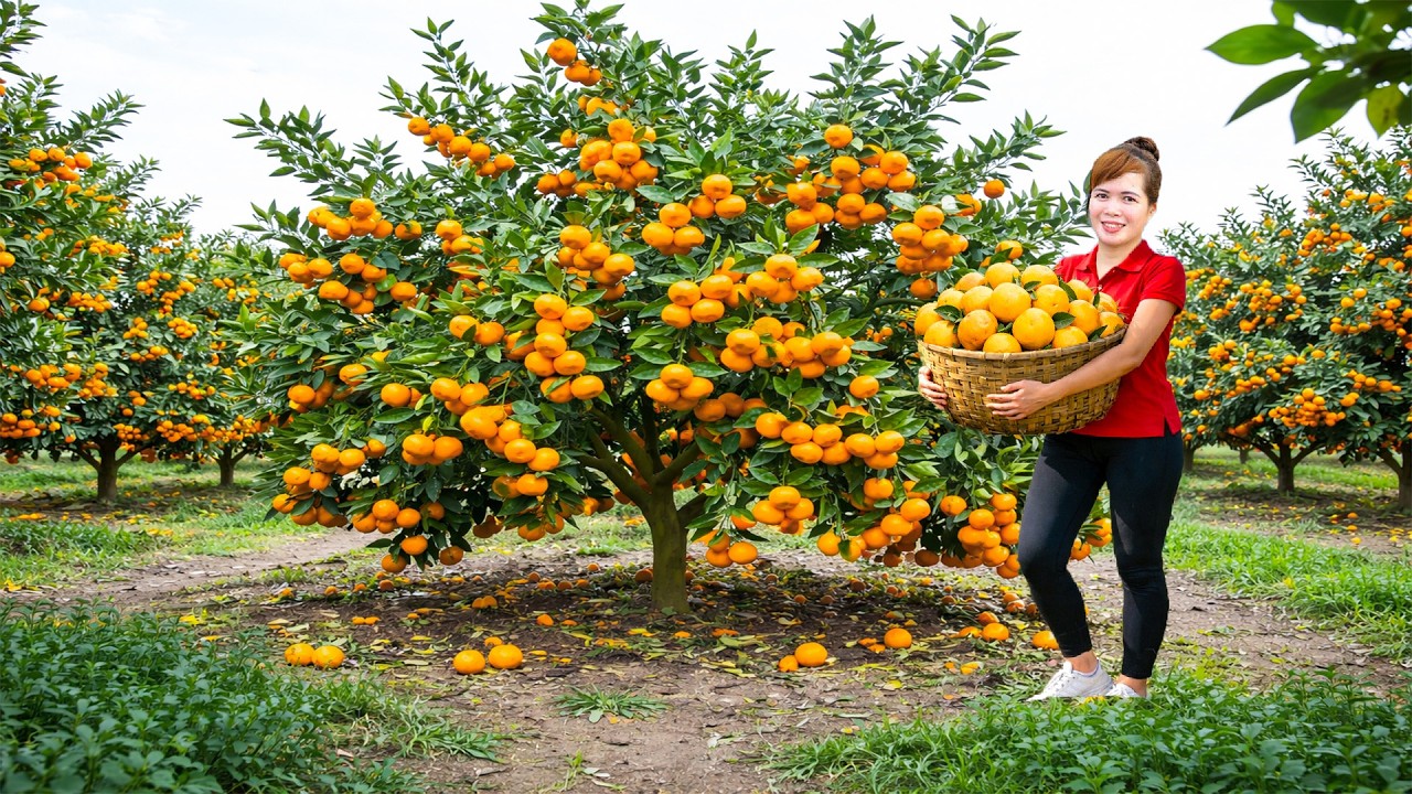 Harvesting Thousands Giant Wild Orange Goes To Market Sell - Caring for Chickens, Ducks on the Farm