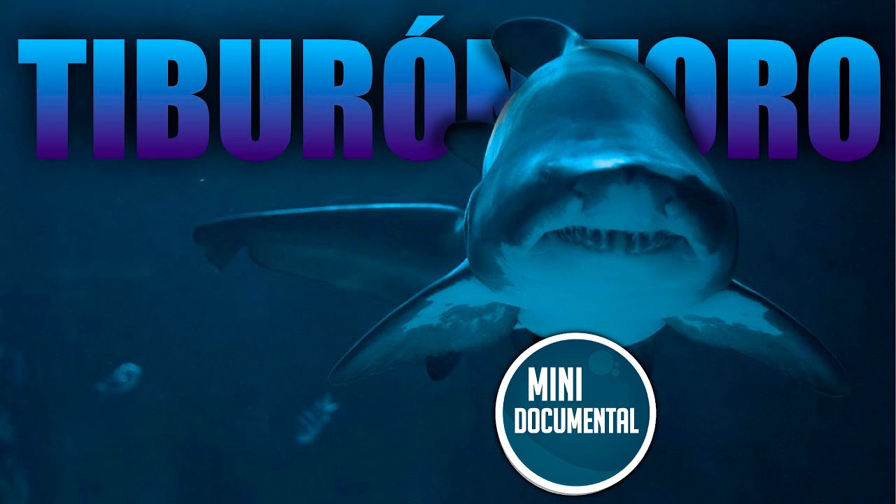 Tibur&oacute;n toro - Tibur&oacute;n sarda (mini documental)