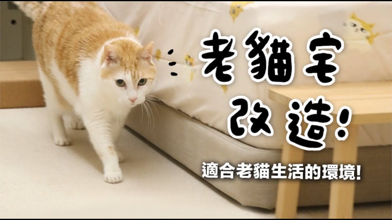 【黃阿瑪的後宮生活】老貓宅改造！適合老貓生活的環境！#老貓 #寵物宅 #改造 #貓房