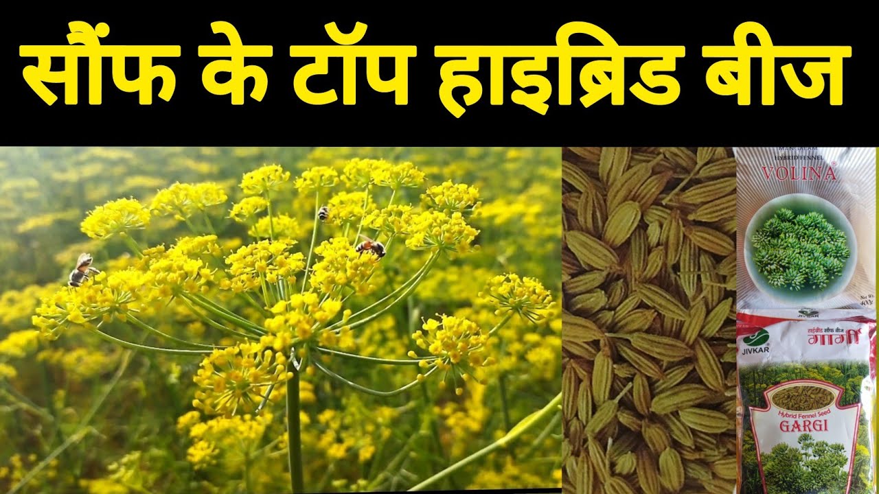 सौंफ के टॉप हाइब्रिड बीज//Fennel Top Hybrid Seeds//सौंफ के रिसर्च बीज