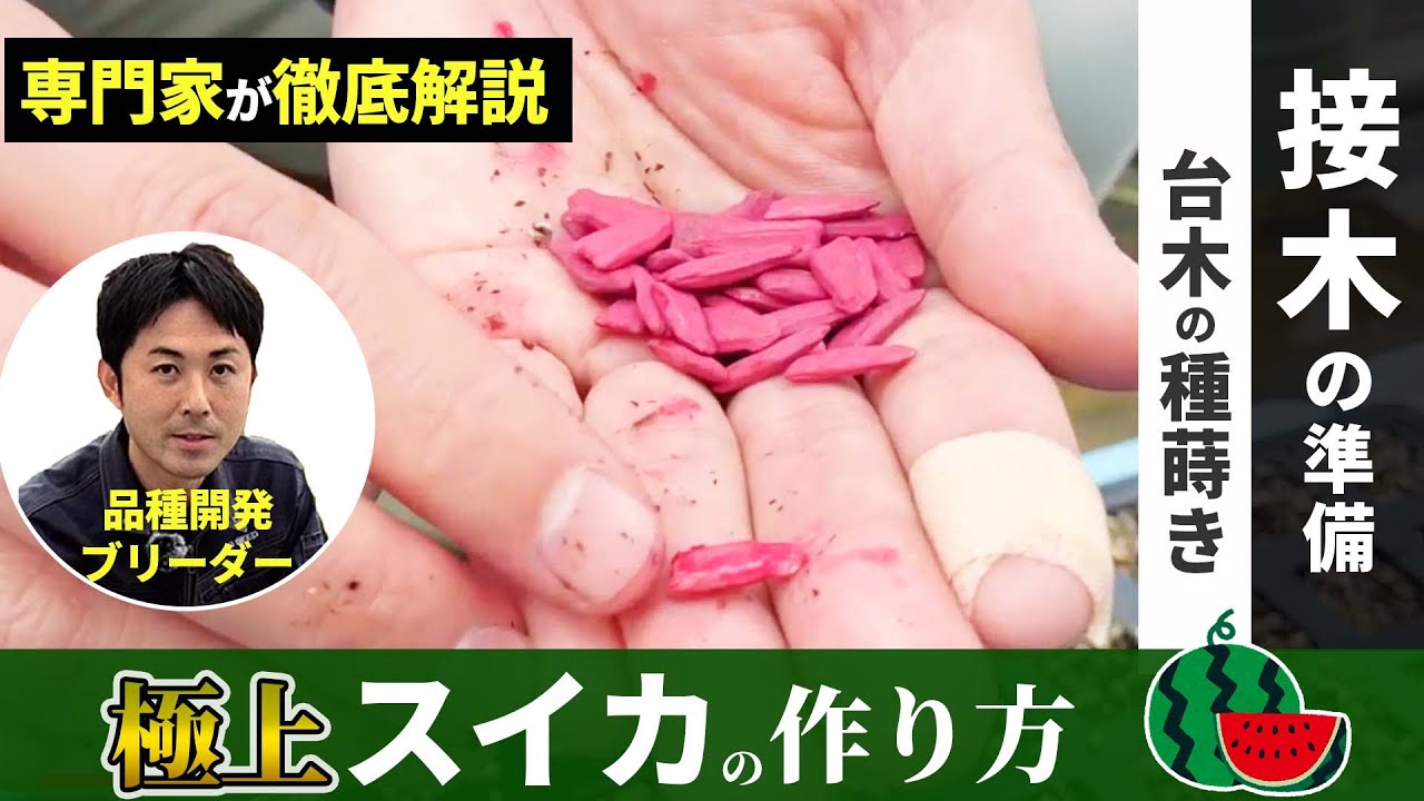 【極上スイカ栽培】接木の準備（台木の種蒔き）｜専門家が徹底解説！！この一手間で発芽率アップ！
