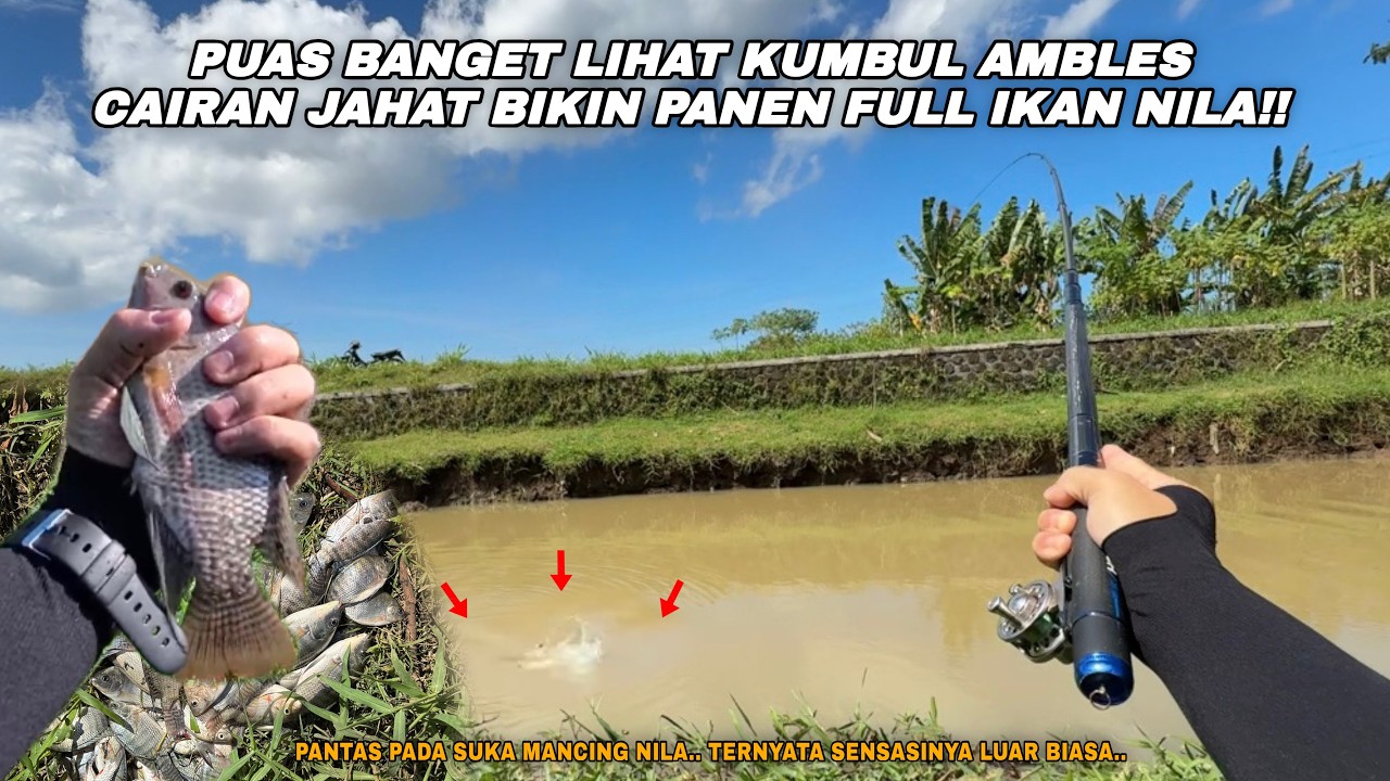 CAIRAN JAHAT BIKIN LUMUT JADI INCARAN NILA!! Mancing ikan nila teknik kumbul umpan lumut sawah