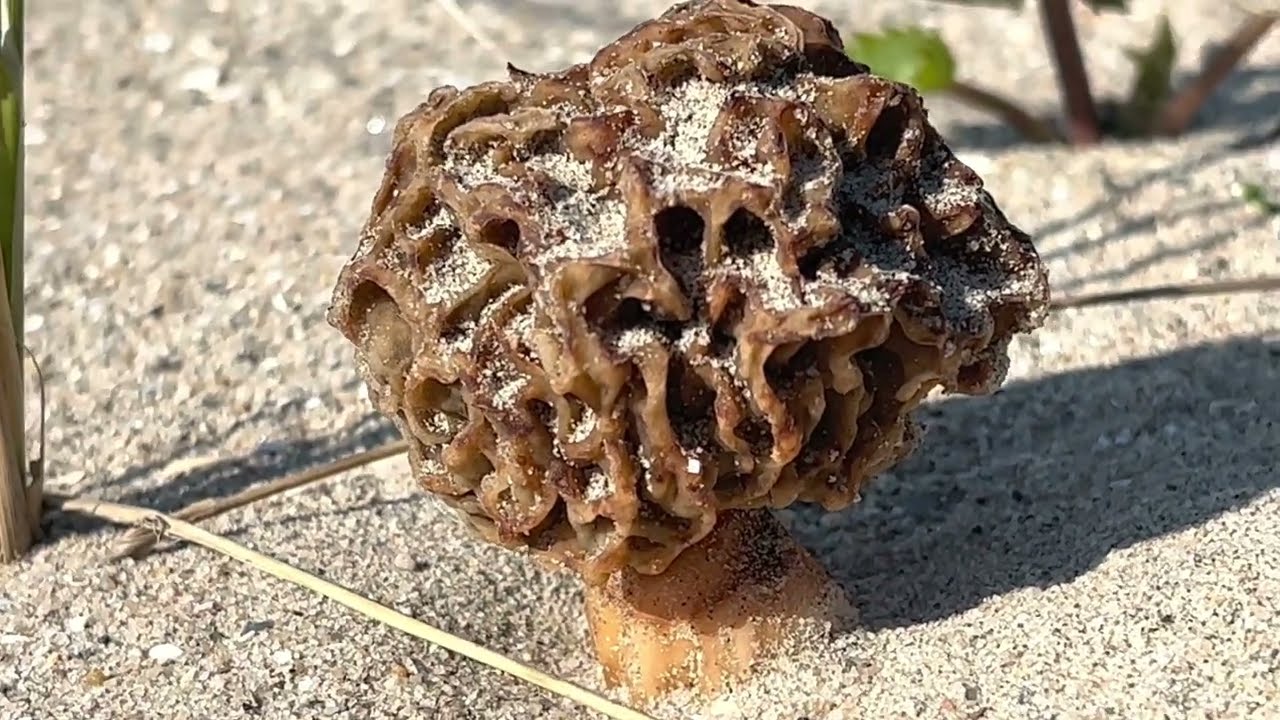 Gewone morielje (Morchella esculenta) - 2023-04-29