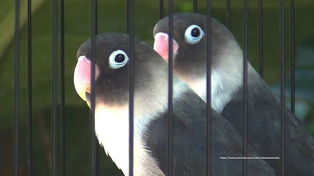 Lovebird Chirping and Call Sounds (6 Hours) - Black Mauve Personata Pair