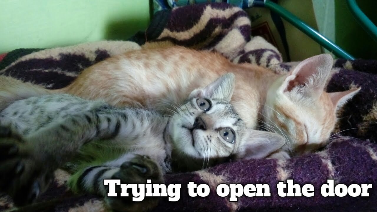 Cat Trying to open the door 😂 | Tamil Cat's | Tamil Random Videos