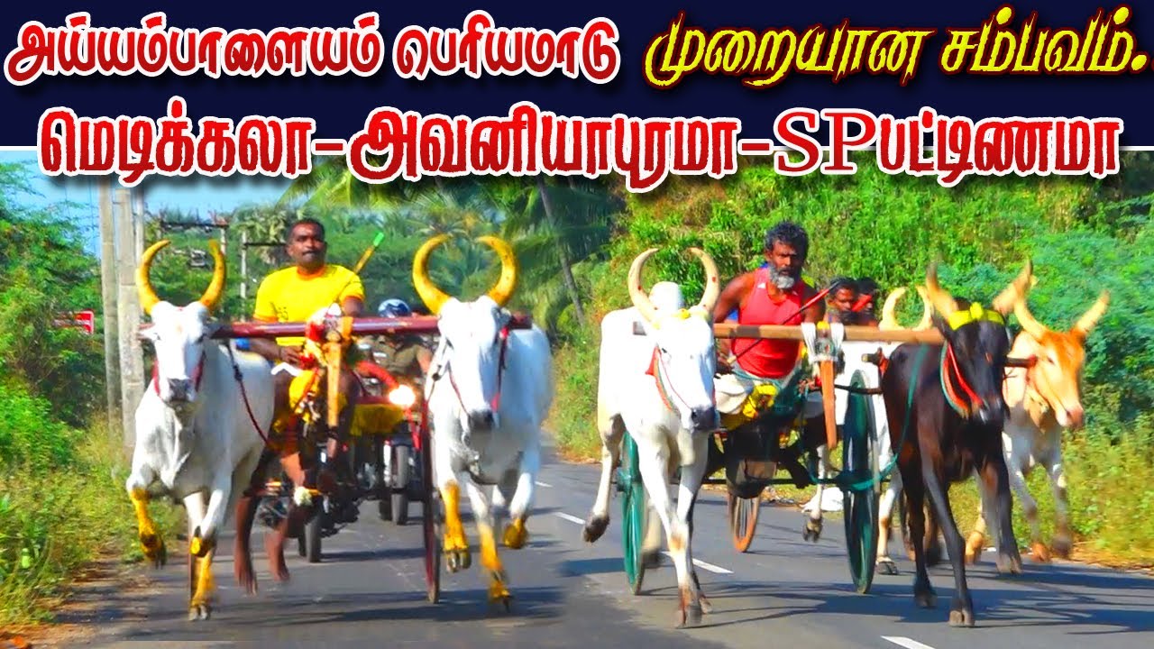 0பெரியமாடு-அய்யம்பாளையம்_பந்தயம்_19.03.2023#krish_studio#krish_studio