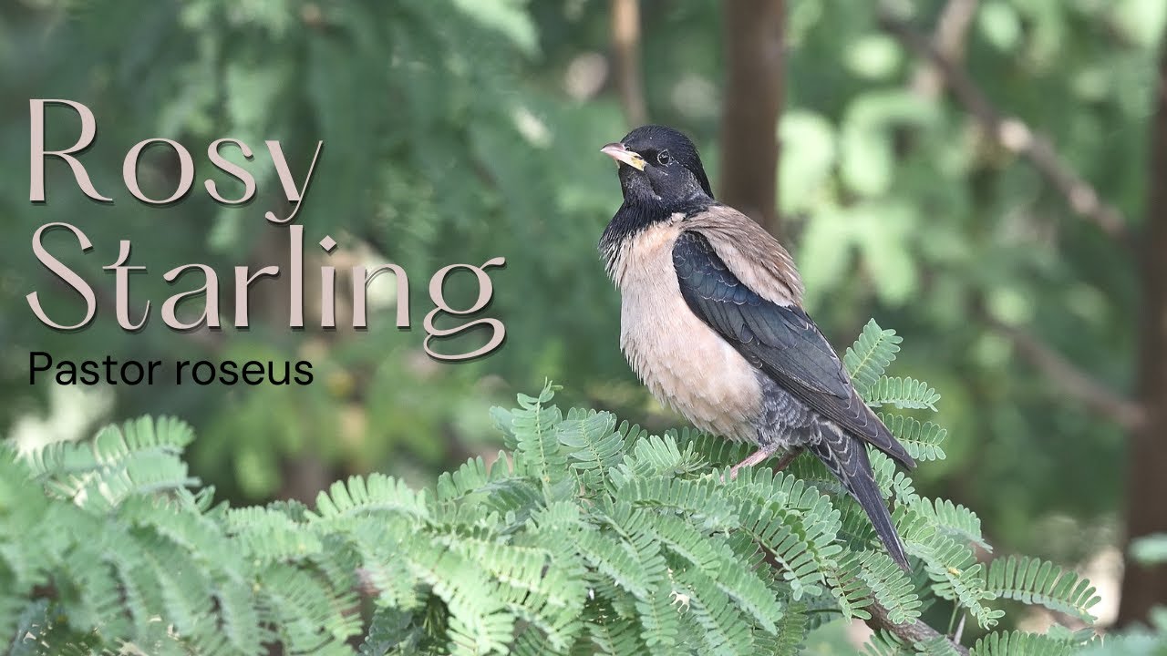 Rosy Starling - Pastor roseus #BirdsOfIndia