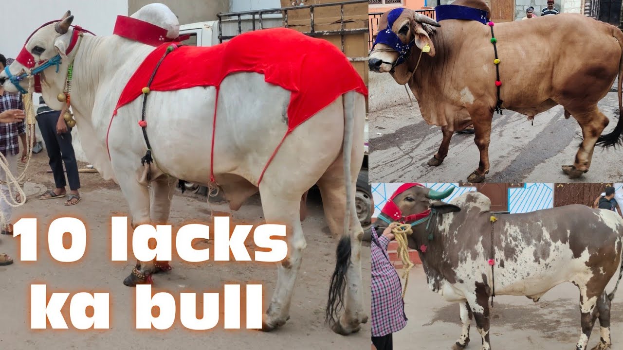 heavyweight bulls in India sabse bada Ongole bull | bade janwar in karwan | quality of Ongole bulls