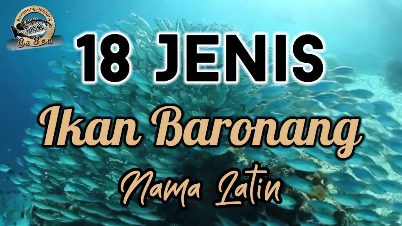 Mengenal 18 Jenis Ikan Baronang