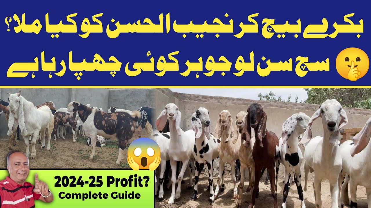 Bakra Farming 🐐 business: Profit Guide & Hidden Risks 💰📉