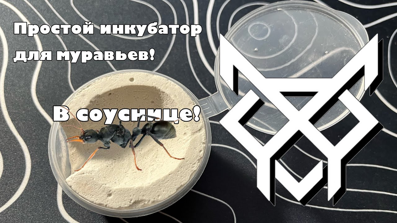 Сделал простой инкубатор для муравьев в соуснице! Гипсовый инкубатор в соуснице.
