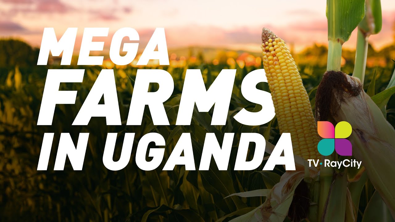 MEGA FARMS IN UGANDA | UPDF - CPW  | A Documentary by @RayCity Media (RayCity Media)