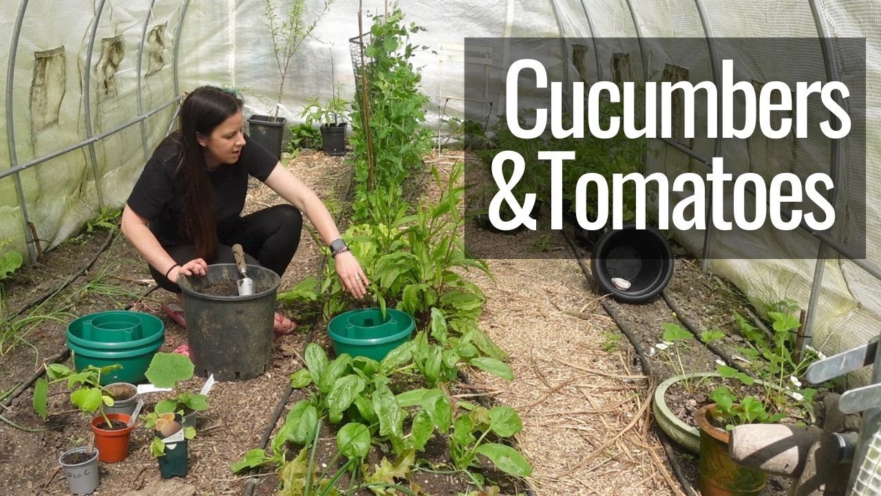 Planting & Growing Tomatoes in Halos | May Polytunnel