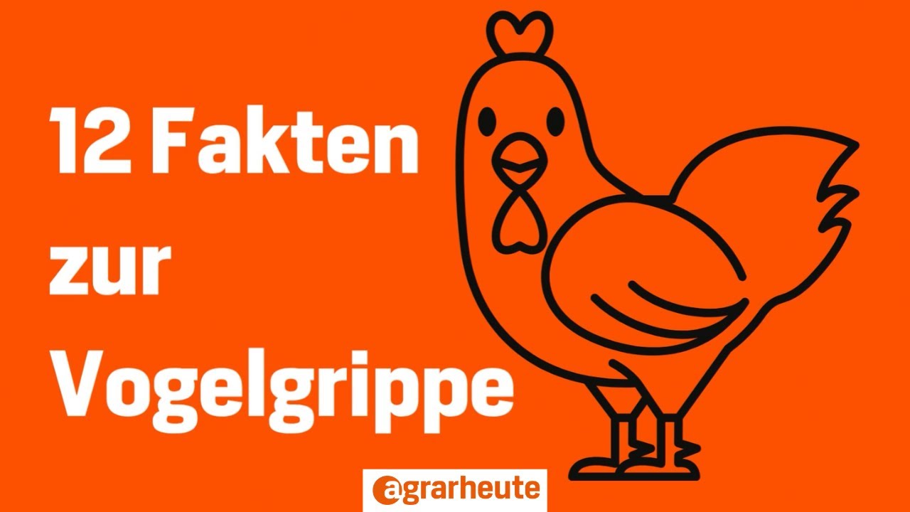 Symptome, &Uuml;bertragung und Gefahr f&uuml;r den Menschen: 12 Fakten zur Vogelgrippe